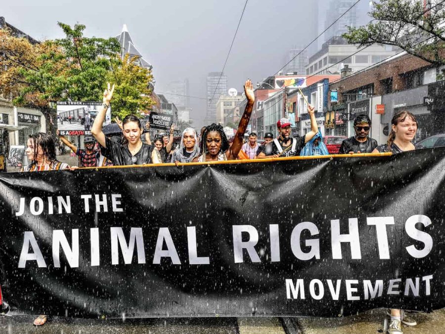 Animal rights activists and activism – The Phoenix