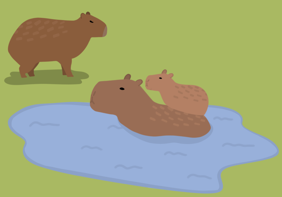 Animal Kingdom: Capybaras: An internet sensation