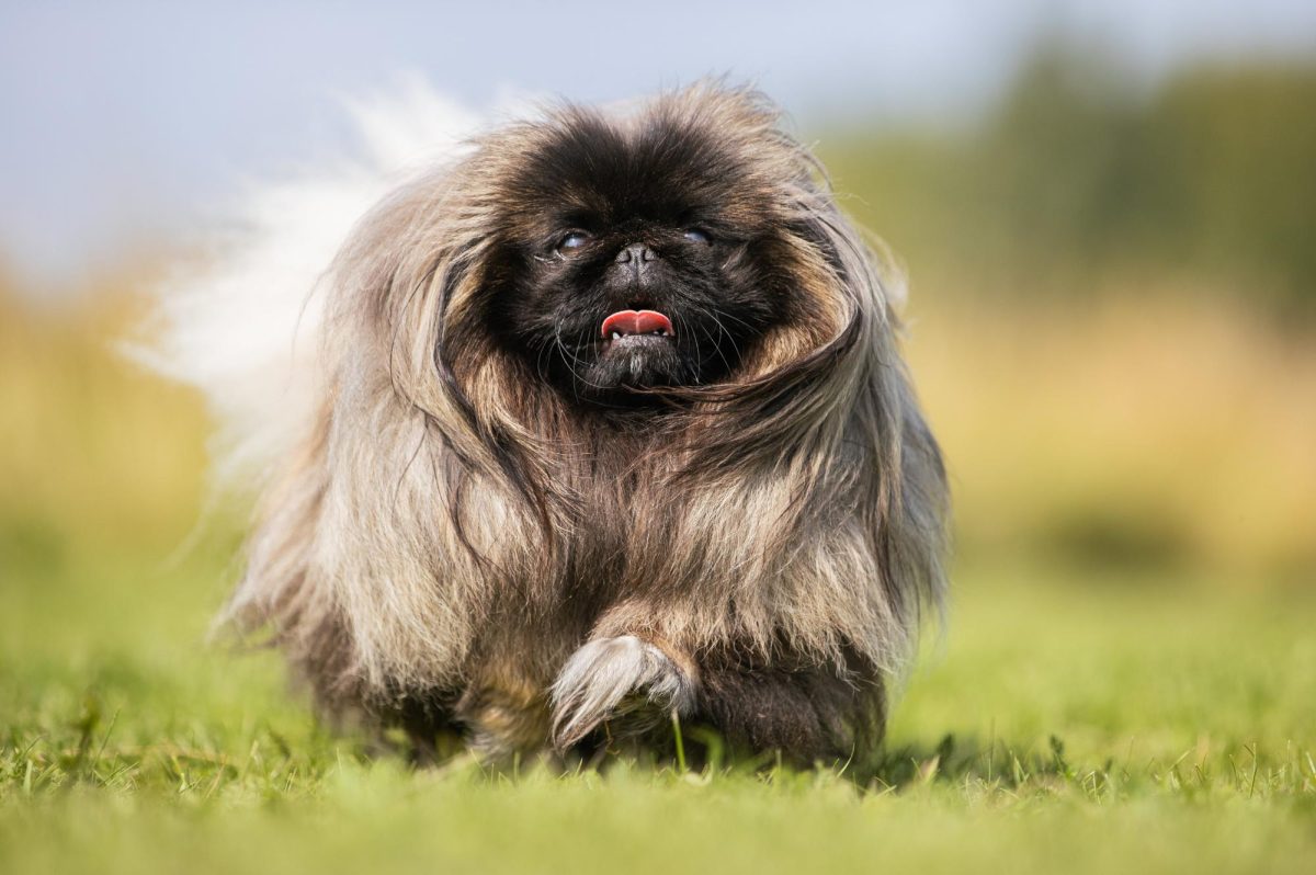 Image courtesy of Petfinder